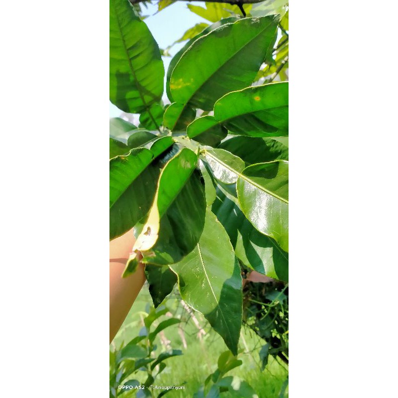 Detail Daun Jeruk Bali Nomer 42