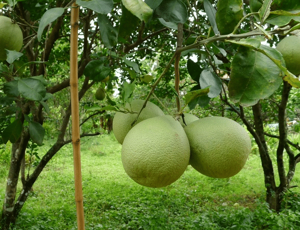 Detail Daun Jeruk Bali Nomer 44