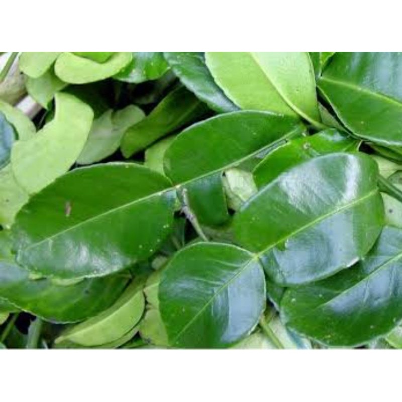 Detail Daun Jeruk Bali Nomer 45