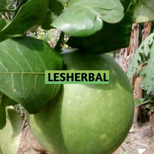 Detail Daun Jeruk Bali Nomer 5