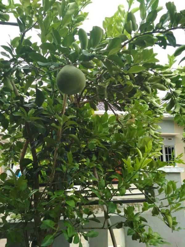 Detail Daun Jeruk Bali Nomer 46