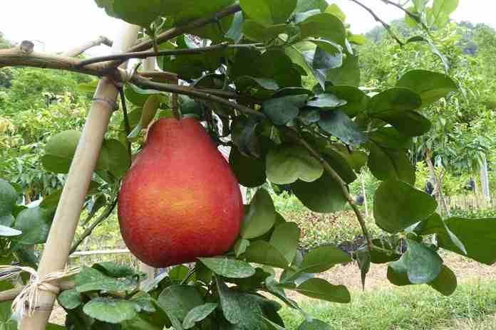 Detail Daun Jeruk Bali Nomer 49