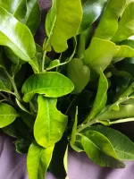 Detail Daun Jeruk Bali Nomer 51