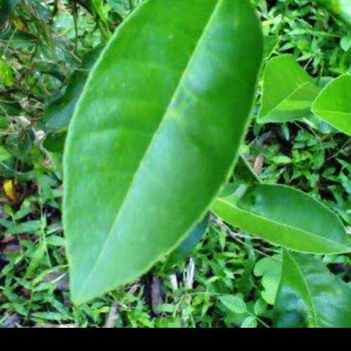 Detail Daun Jeruk Bali Nomer 8