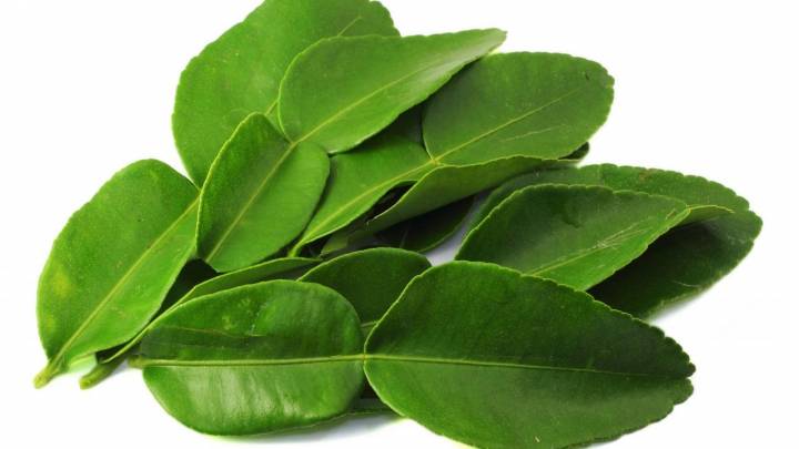 Daun Jeruk Nipis - KibrisPDR