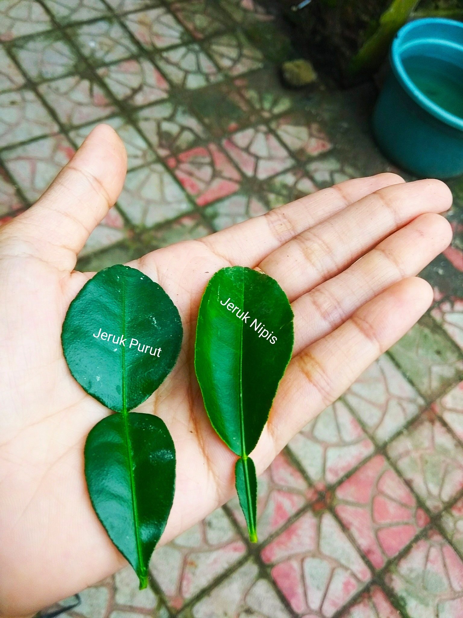 Detail Daun Jeruk Nipis Nomer 2