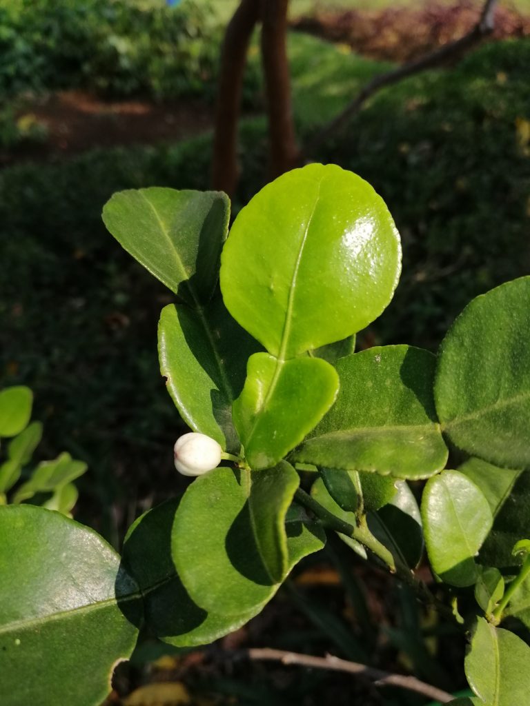 Detail Daun Jeruk Nipis Nomer 11