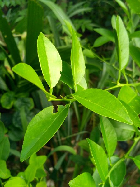 Detail Daun Jeruk Nipis Nomer 13