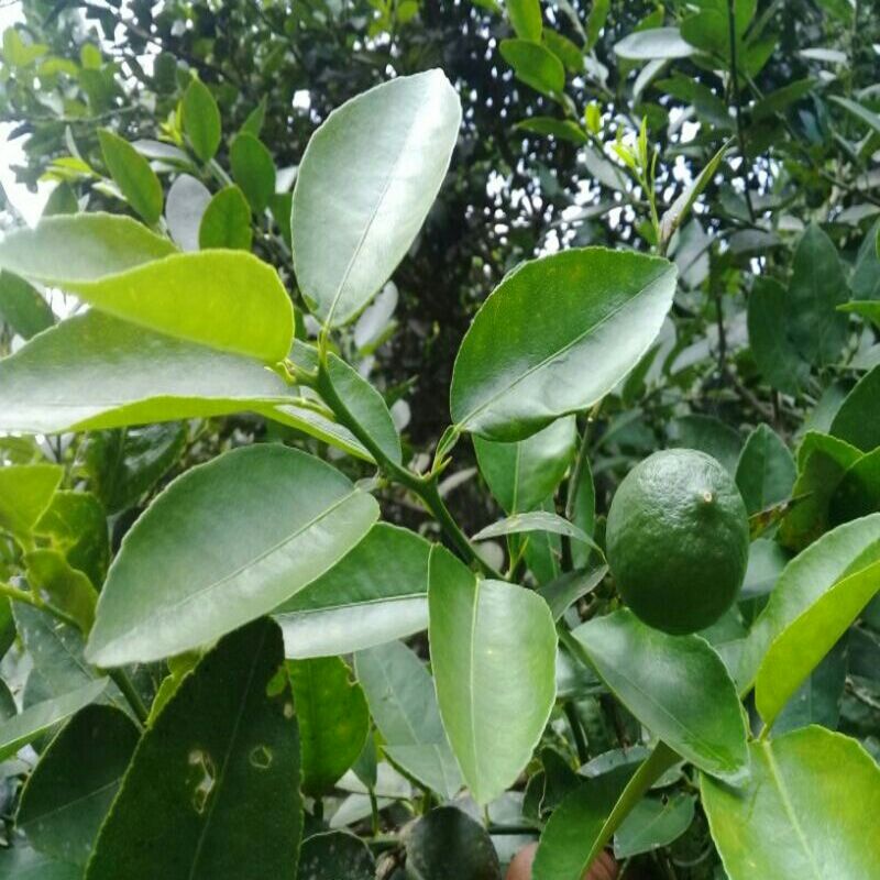 Detail Daun Jeruk Nipis Nomer 15