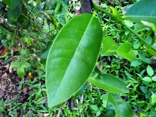Detail Daun Jeruk Nipis Nomer 16