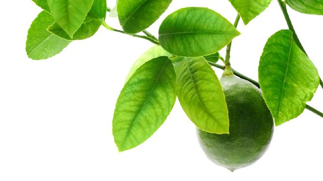 Detail Daun Jeruk Nipis Nomer 17