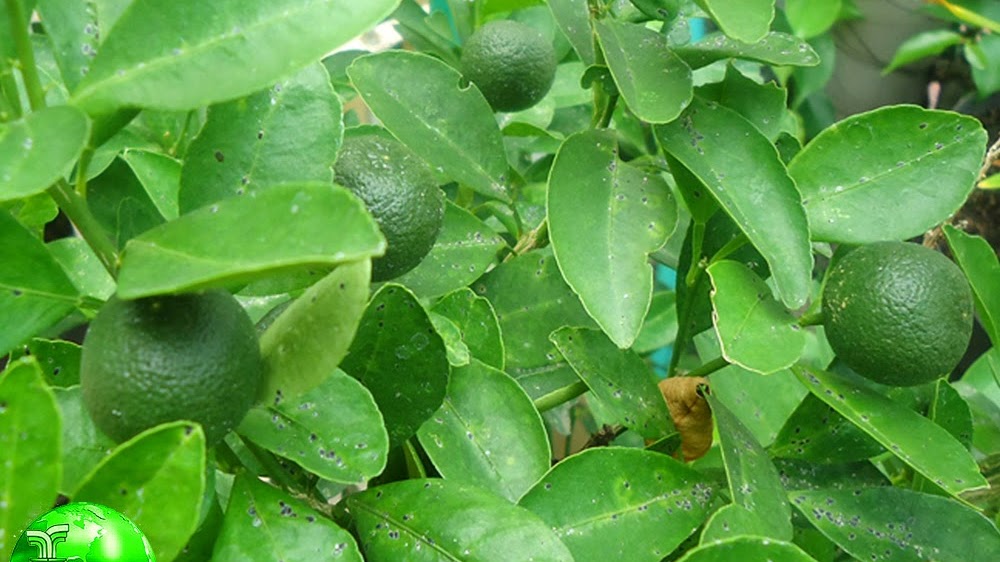 Detail Daun Jeruk Nipis Nomer 18