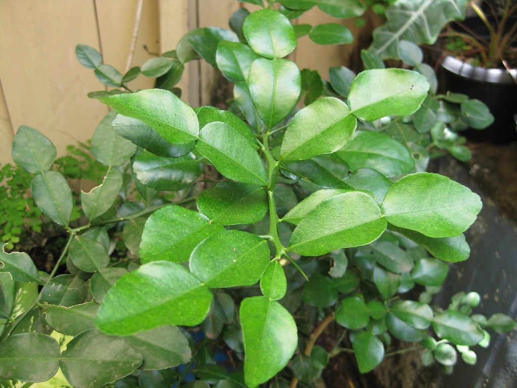 Detail Daun Jeruk Nipis Nomer 19