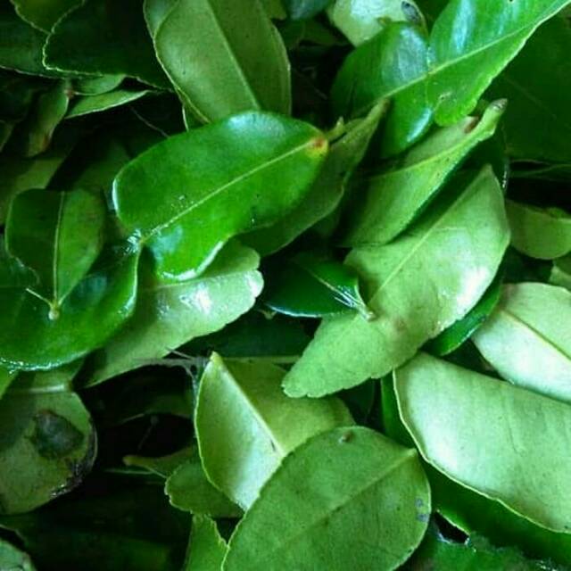 Detail Daun Jeruk Nipis Nomer 20