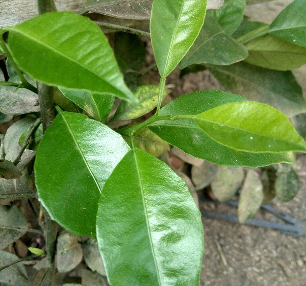 Detail Daun Jeruk Nipis Nomer 21