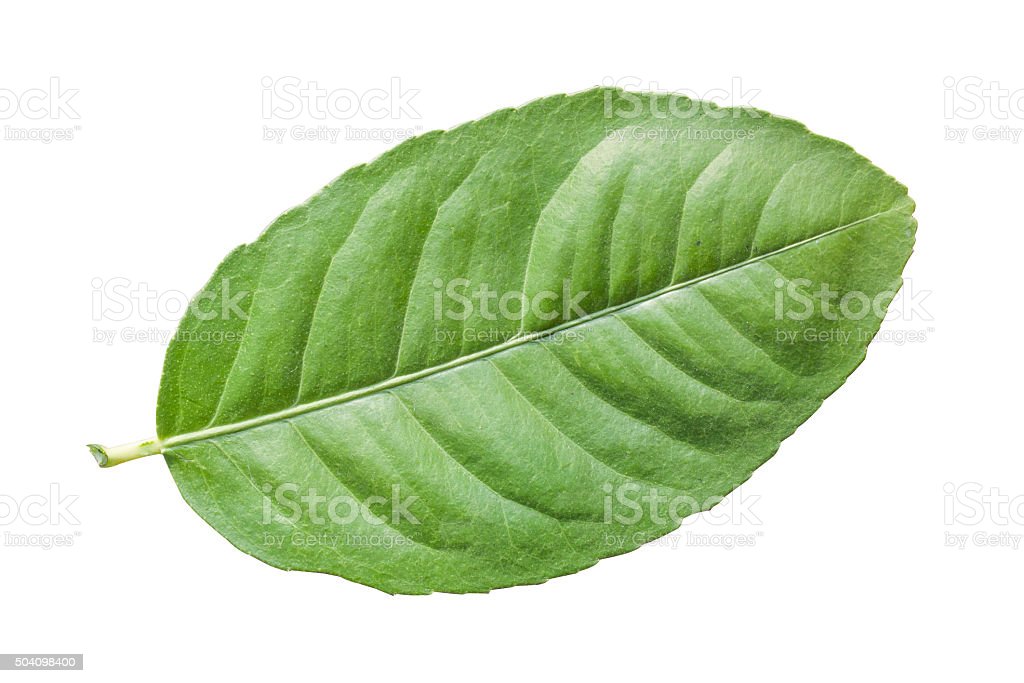 Detail Daun Jeruk Nipis Nomer 22