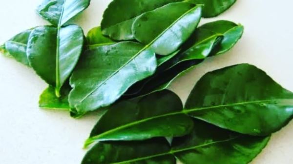 Detail Daun Jeruk Nipis Nomer 23