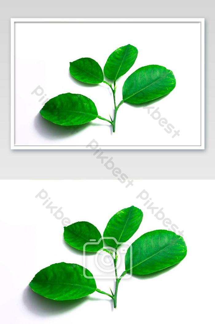 Detail Daun Jeruk Nipis Nomer 25