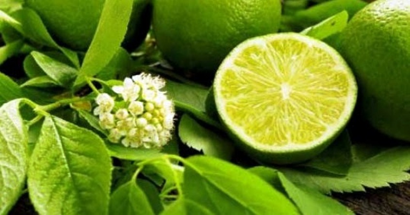 Detail Daun Jeruk Nipis Nomer 26