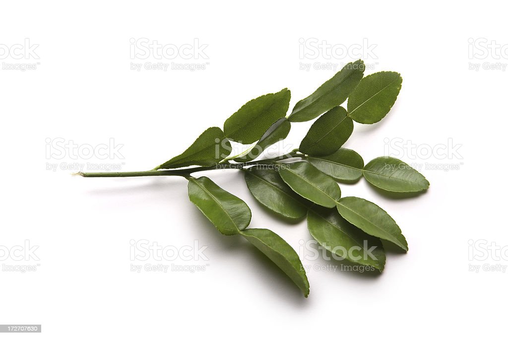 Detail Daun Jeruk Nipis Nomer 28