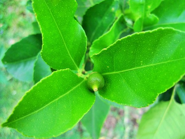 Detail Daun Jeruk Nipis Nomer 4