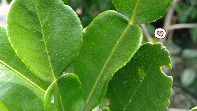 Detail Daun Jeruk Nipis Nomer 32