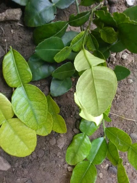 Detail Daun Jeruk Nipis Nomer 33