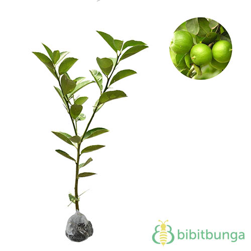 Detail Daun Jeruk Nipis Nomer 34