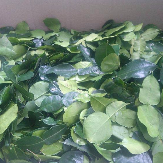 Detail Daun Jeruk Nipis Nomer 36