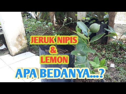 Detail Daun Jeruk Nipis Nomer 37