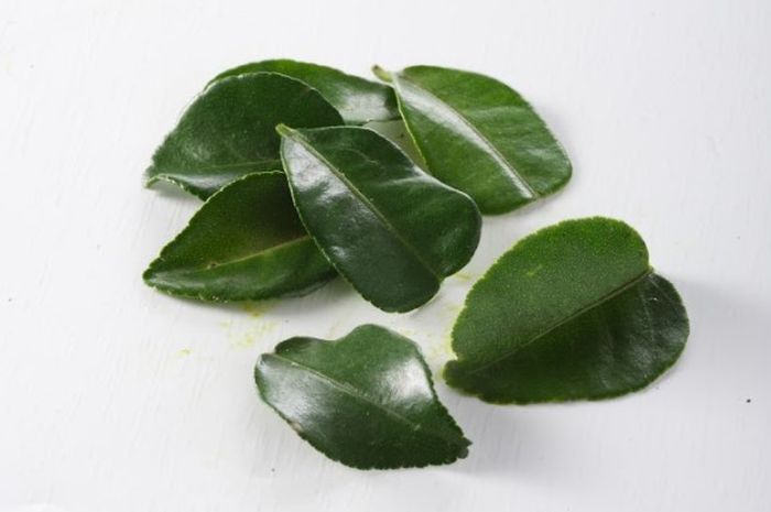 Detail Daun Jeruk Nipis Nomer 38