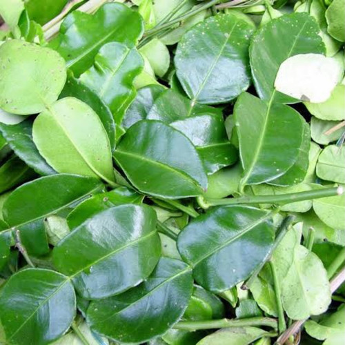 Detail Daun Jeruk Nipis Nomer 5