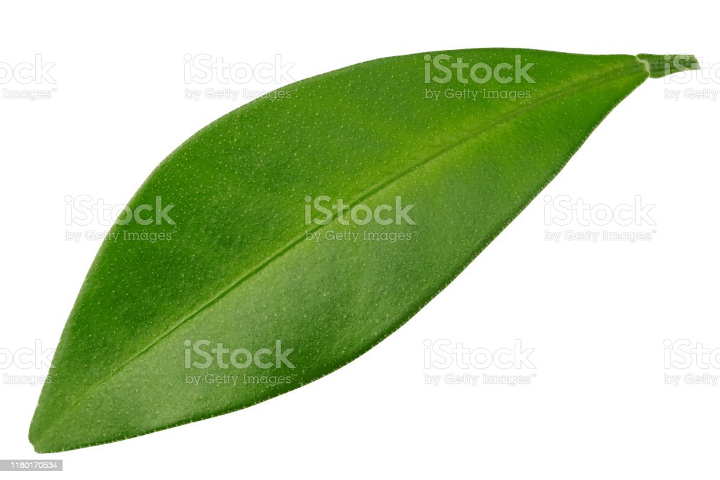 Detail Daun Jeruk Nipis Nomer 39