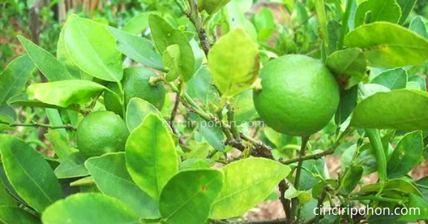 Detail Daun Jeruk Nipis Nomer 41