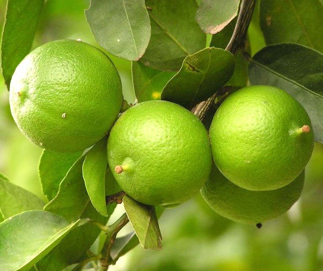 Detail Daun Jeruk Nipis Nomer 43