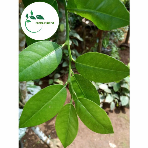 Detail Daun Jeruk Nipis Nomer 45