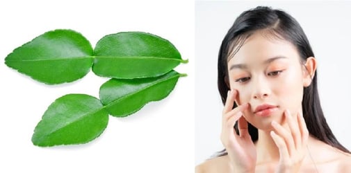 Detail Daun Jeruk Nipis Nomer 46