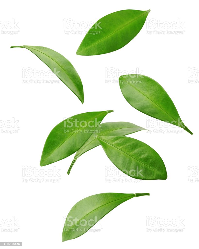 Detail Daun Jeruk Nipis Nomer 47