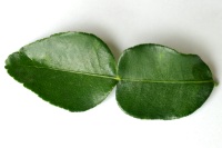 Detail Daun Jeruk Nipis Nomer 48