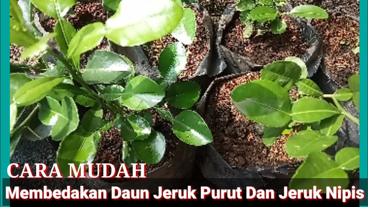 Detail Daun Jeruk Nipis Nomer 57