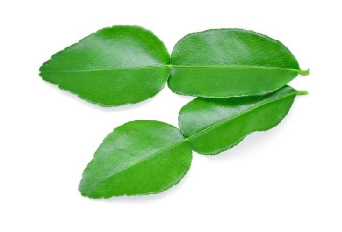 Detail Daun Jeruk Nipis Nomer 7