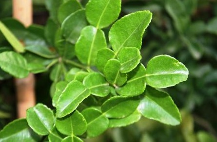 Detail Daun Jeruk Nipis Nomer 8