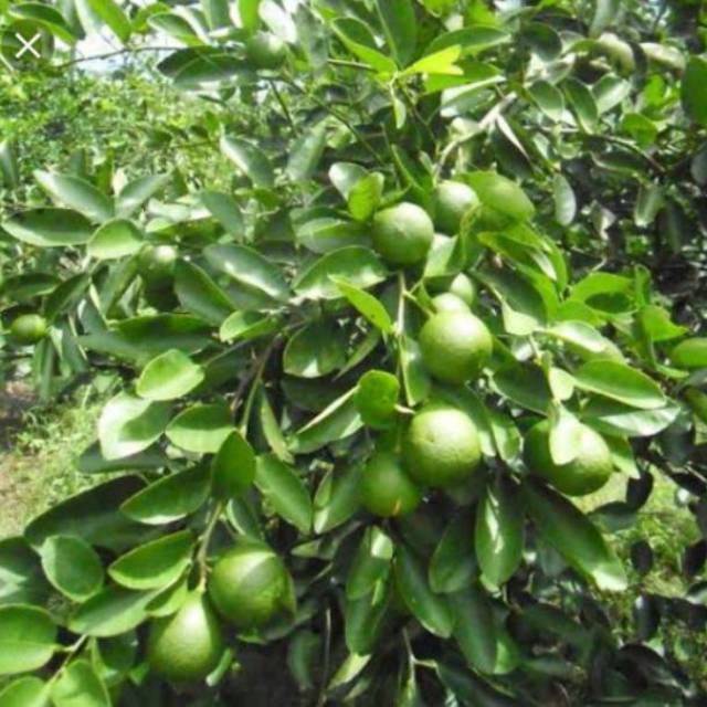 Detail Daun Jeruk Nipis Nomer 9