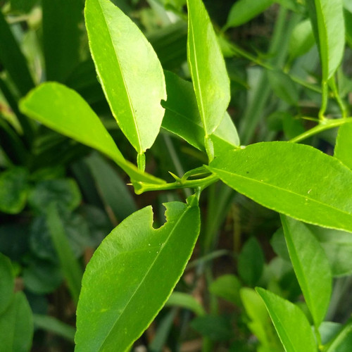 Detail Daun Jeruk Nipis Nomer 10