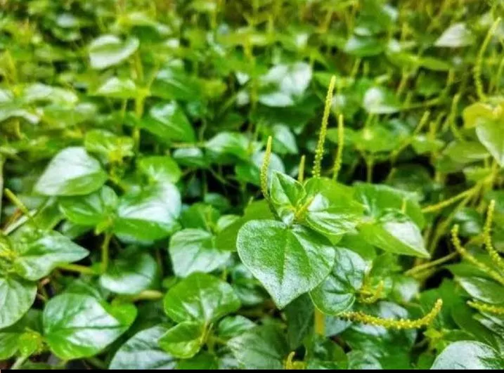 Daun Kaca Kaca - KibrisPDR