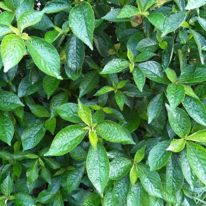 Detail Daun Kaca Kaca Nomer 18