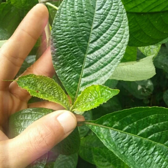 Detail Daun Kaca Kaca Nomer 45