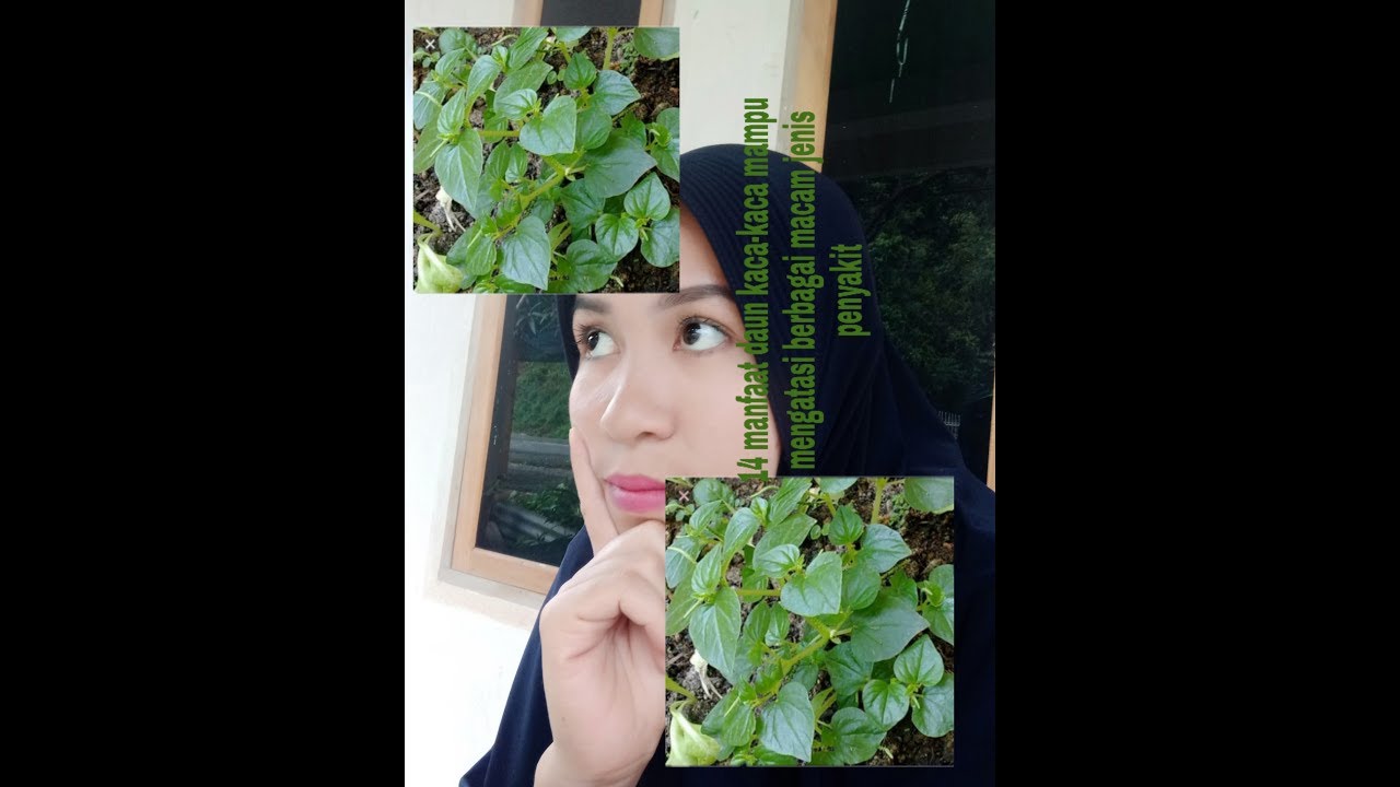 Detail Daun Kaca Kaca Nomer 48