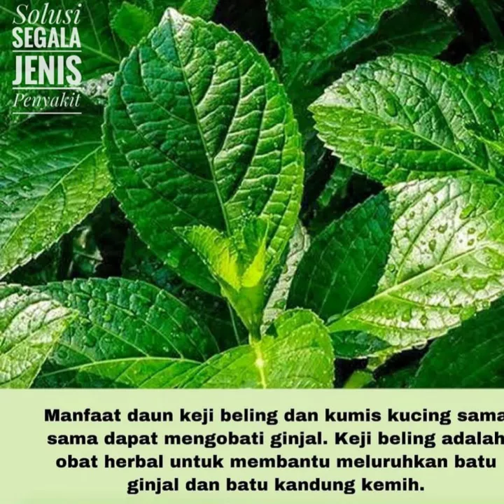 Detail Daun Kaca Kaca Nomer 52