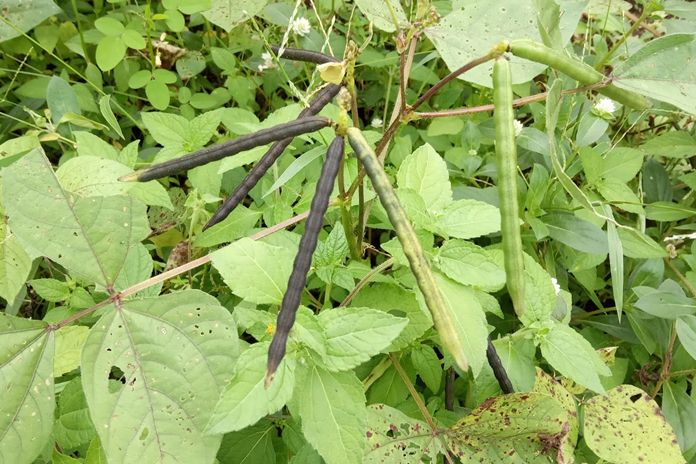 Detail Daun Kacang Hijau Nomer 2